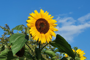 Eure schönsten Gartenfotos